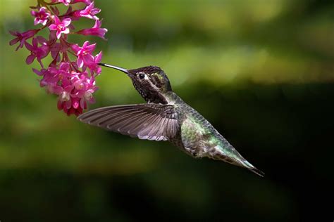 hummingbird .